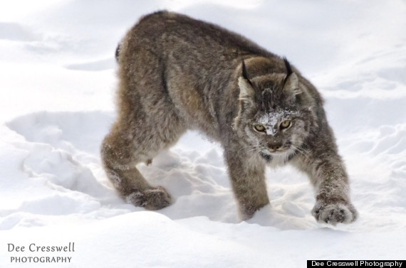 lynx