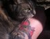 Cat + Tattoo = 'Cattoo' Purrfection