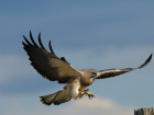 Hawks Are Dive-Bombing Pedestrians On University Campus