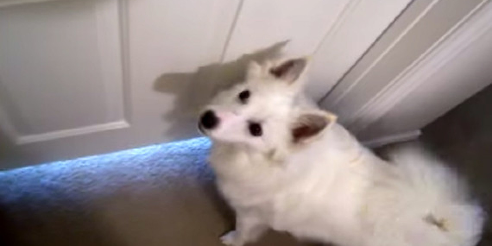 Here's Further Proof That Dogs Make The Best Alarm Clocks HuffPost
