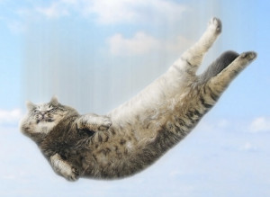 n-FALLING-CAT-large300.jpg