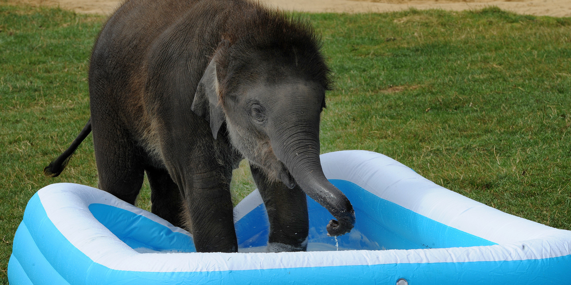 Whipsnade Zoo's Baby Elephant Max Enjoys His Paddling Pool HuffPost UK