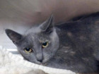 'Dire' Overcrowding At NYC Animal Shelters