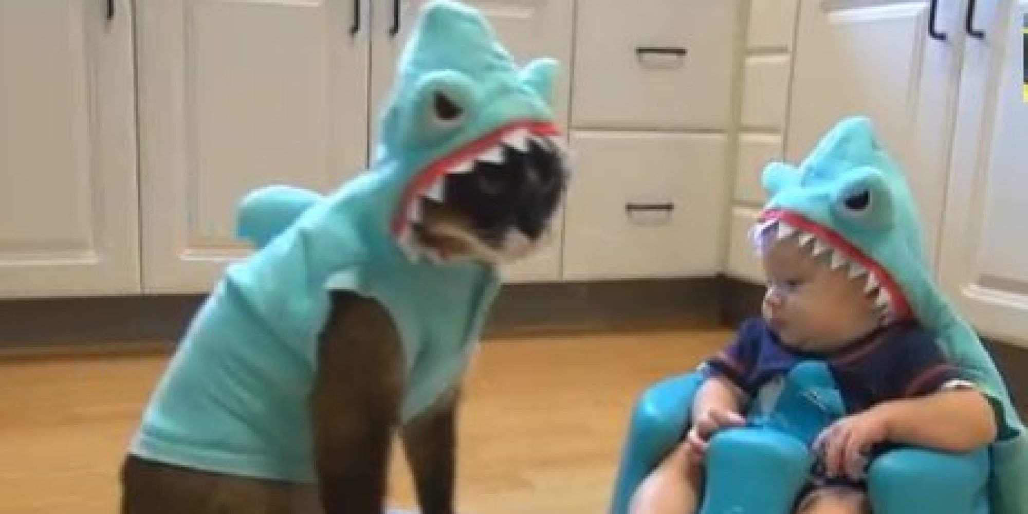 RoombaRiding Shark Cat Faces Off With Baby In Shark Costume HuffPost