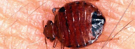 Bedbugs