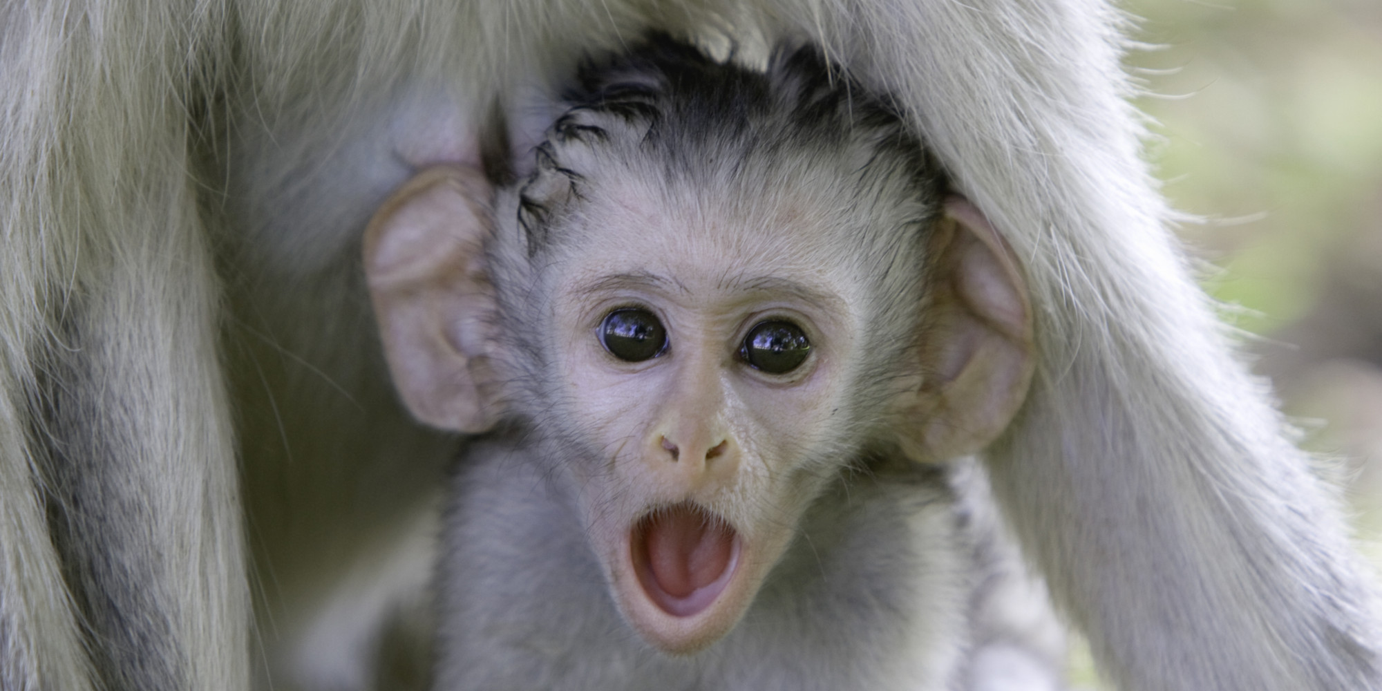 Urine Trouble At Albuquerque's BioPark Zoo | HuffPost