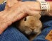 Therapy Rabbit