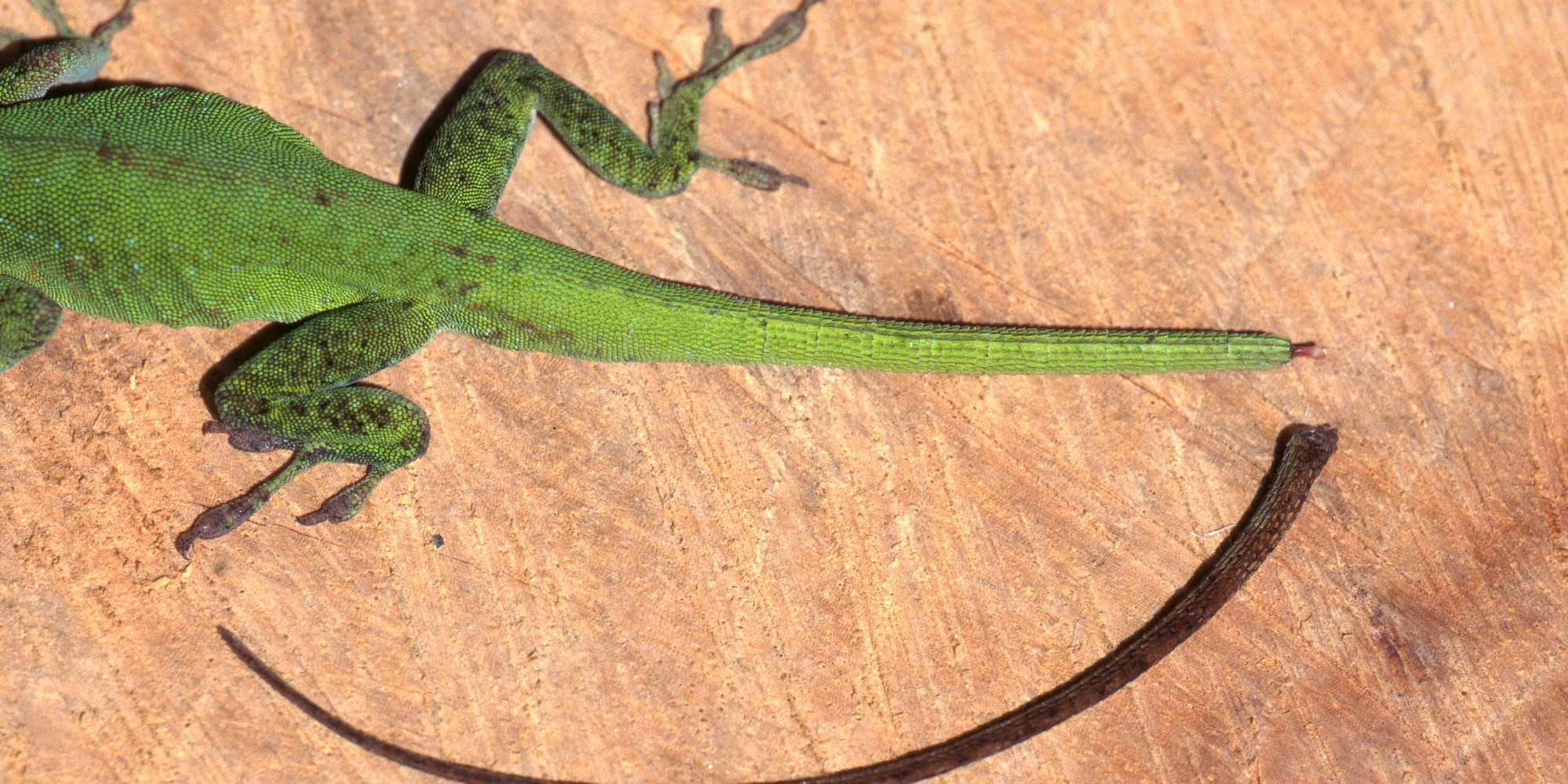 Scientists Have Figured Out How Lizards Regrow Their Tails, And That's