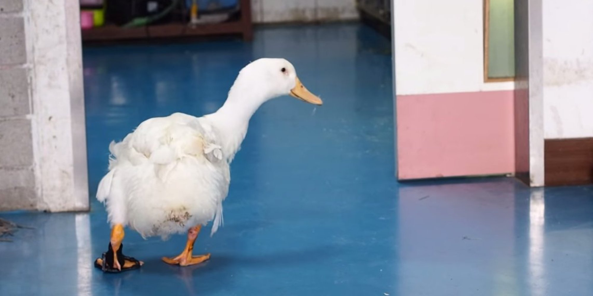 Injured Duck Gets His Waddle Back With Custom 3-D Printed Brace