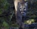 Hiker Fends Off Mountain Lion Attack With Opera