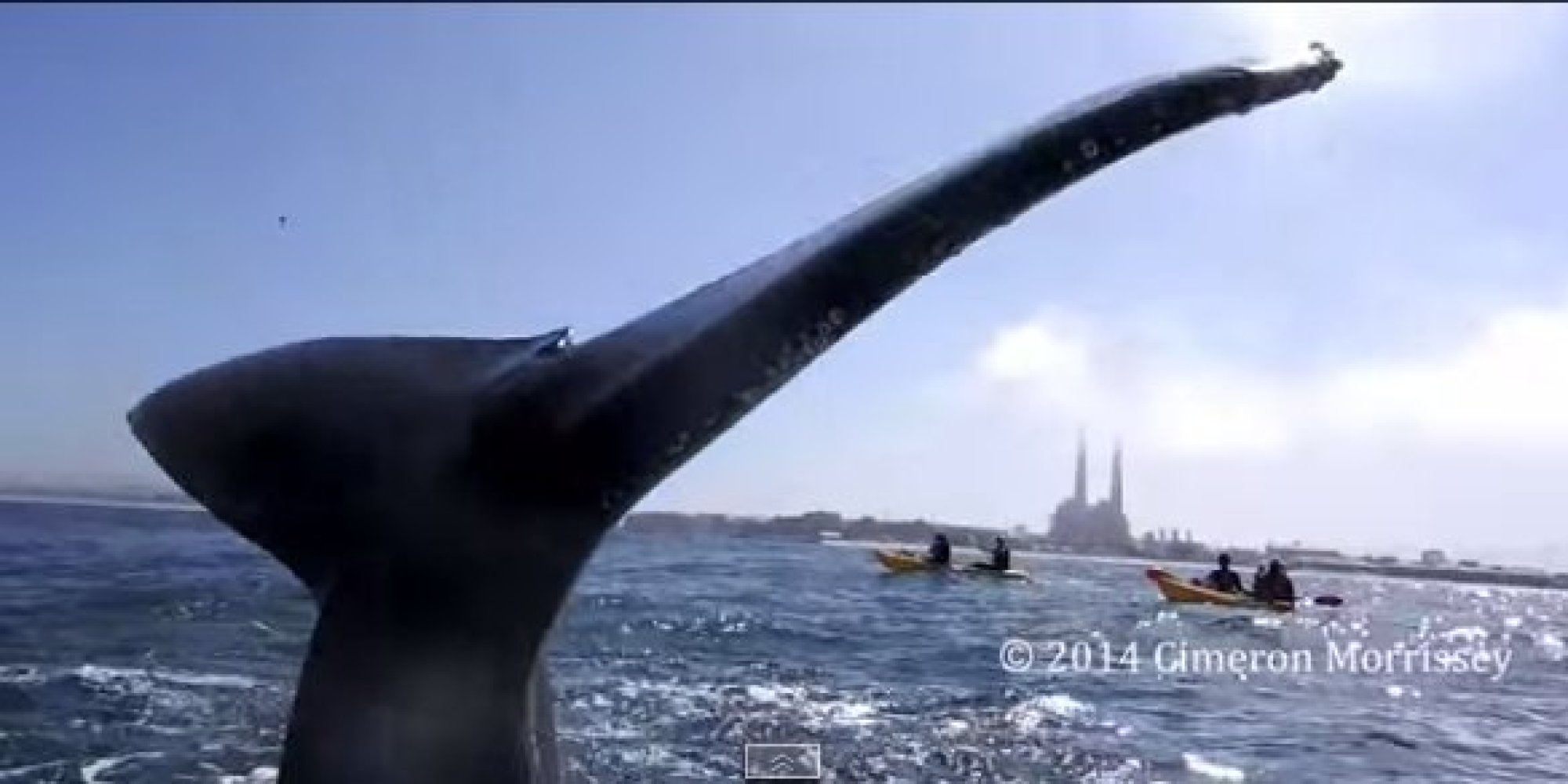 Kayaker Has An Incredible Close Encounter With A Humpback Whale Off The