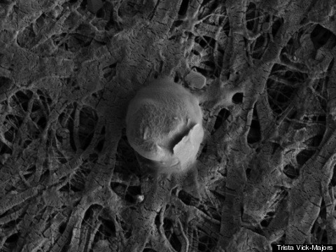 Life Discovered In Buried Lake