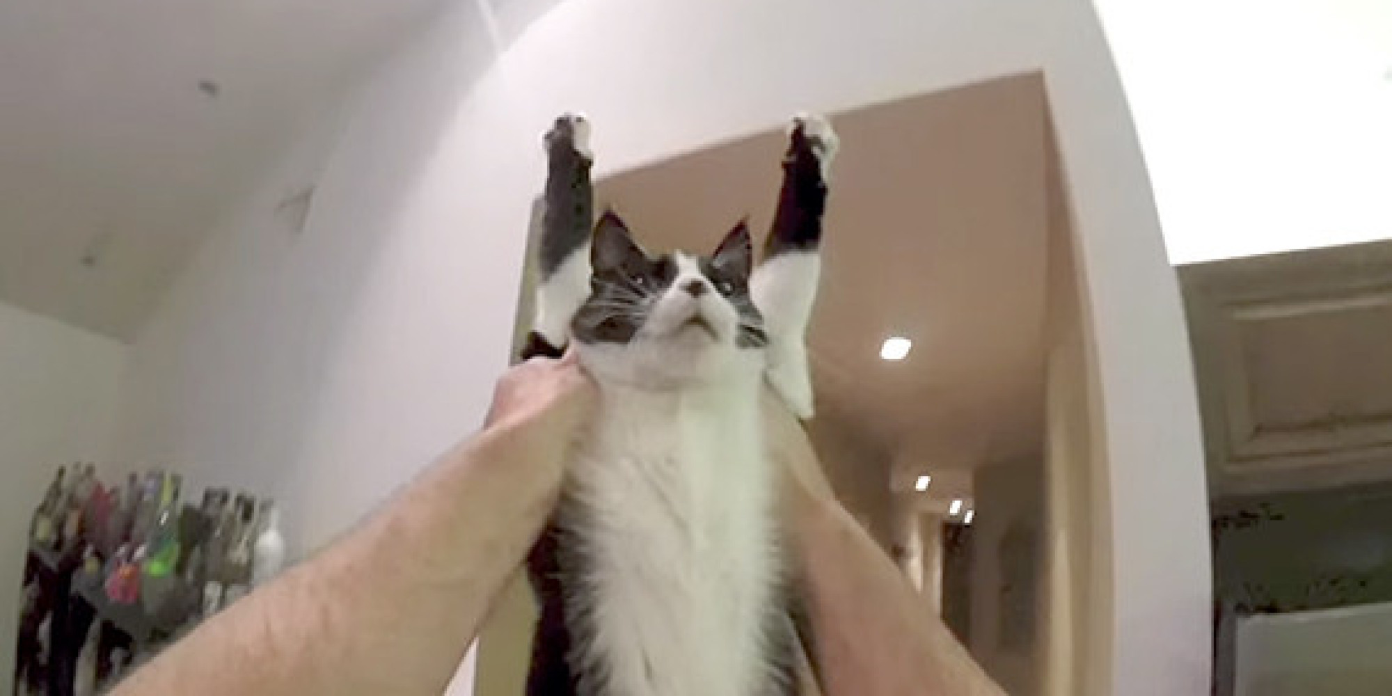 Sweet Cat Hug Captured On GoPro Puts You Right In The Action HuffPost