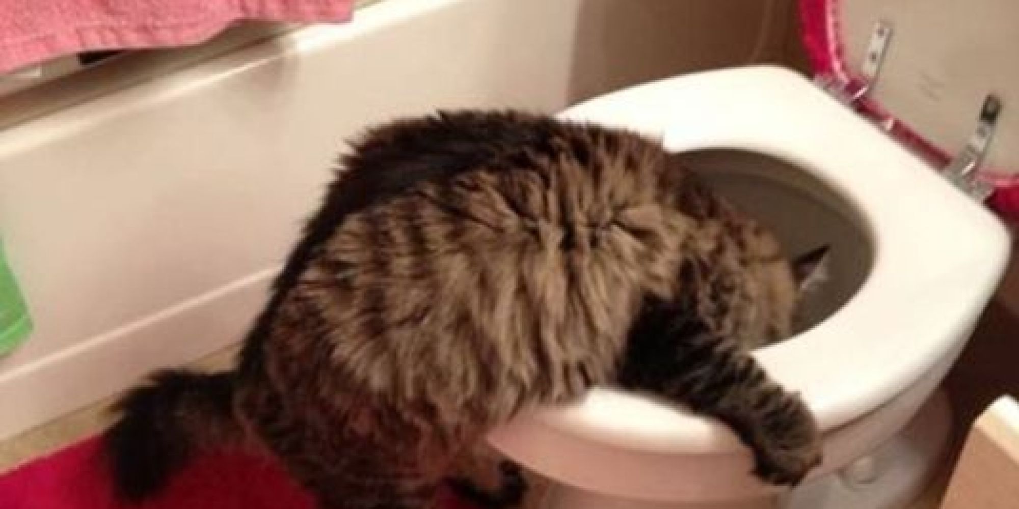 What Pregnancy Really Feels Like, As Told By Cats HuffPost