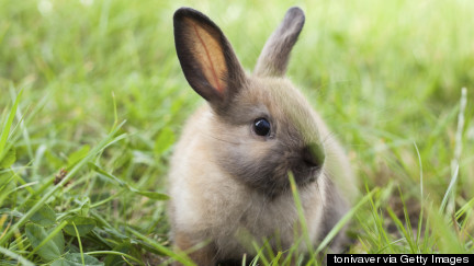 Whole Foods Now Sells Rabbit Meat. Should It?