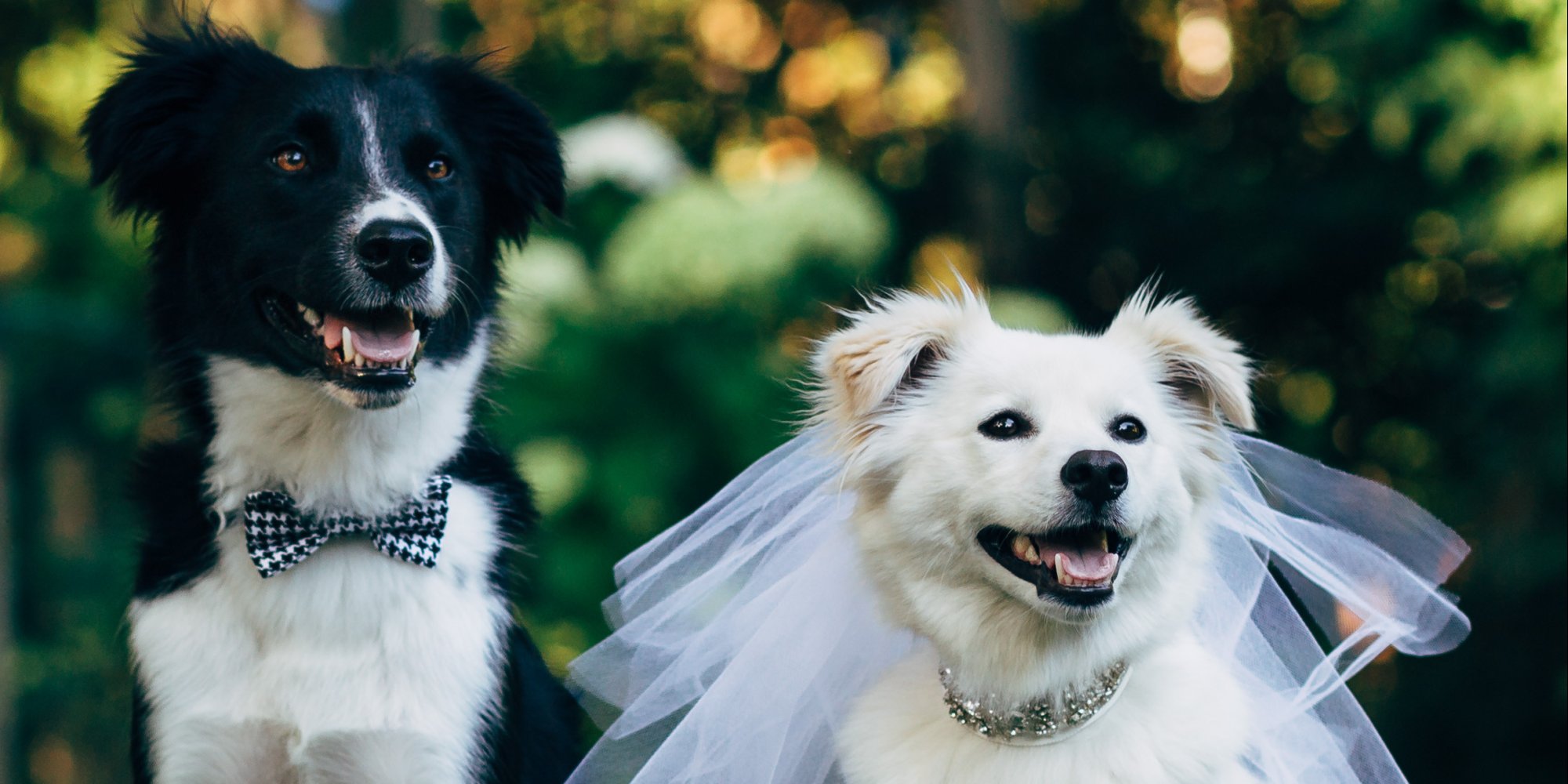 These Furry Friends Made Their Love Official In The Cutest Canine