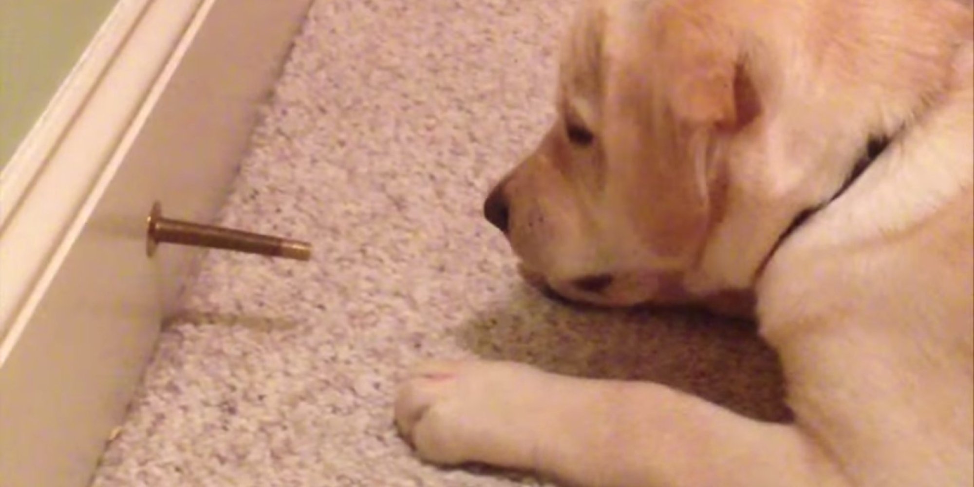 This Puppy vs Doorstop Video Features The Cutest Showdown You'll See