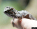 Lizard