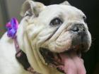 This Bulldog Was Stolen, Abused And Neglected, But 8 Years Later, She's Found Her Way Back Home