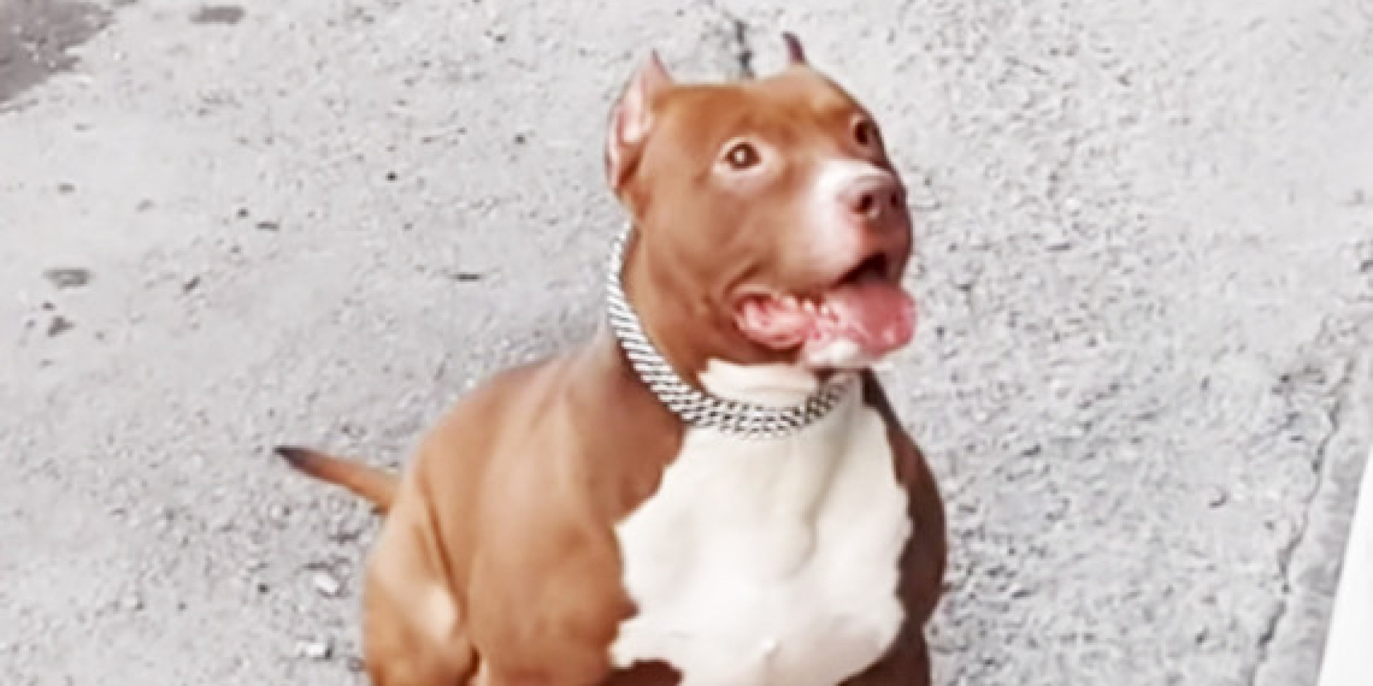 Pit Bull Loves Bubbles More Than You've Ever Loved Anything, Probably