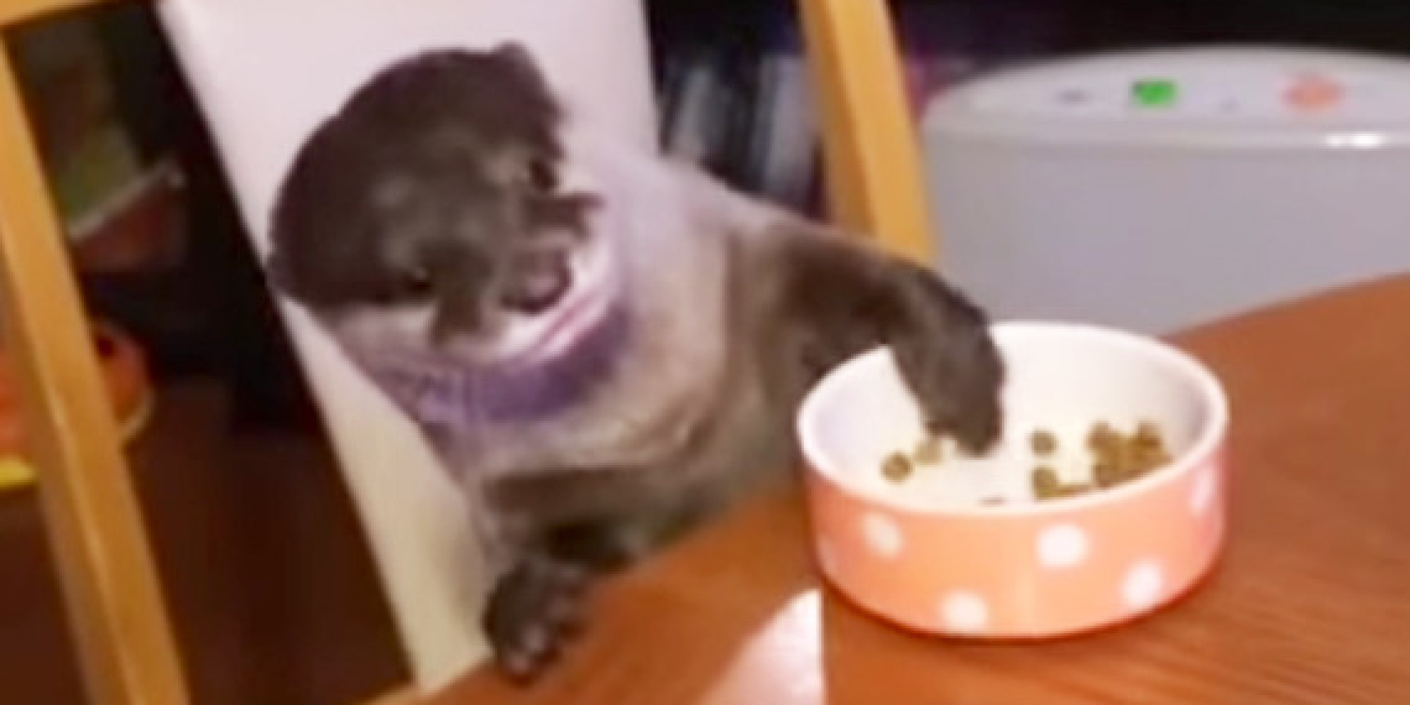 otter eating at kitchen table