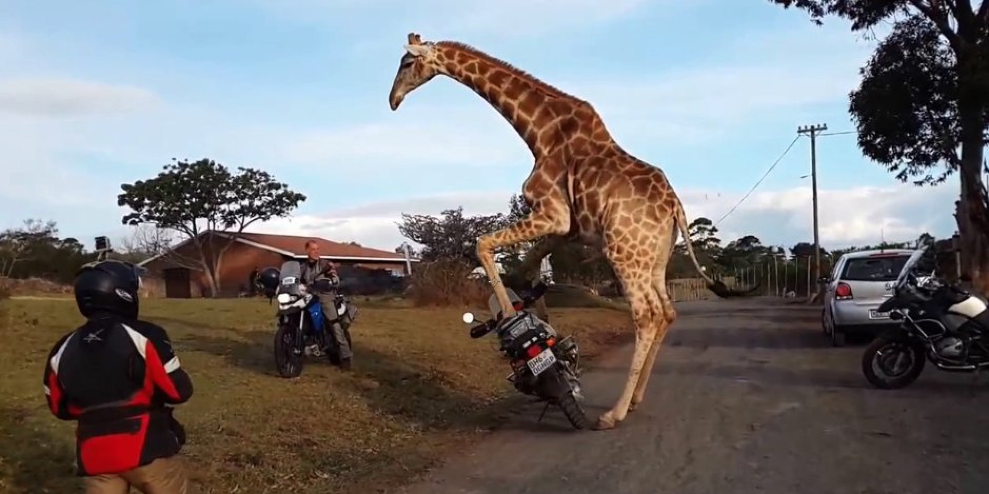 bike giraffe