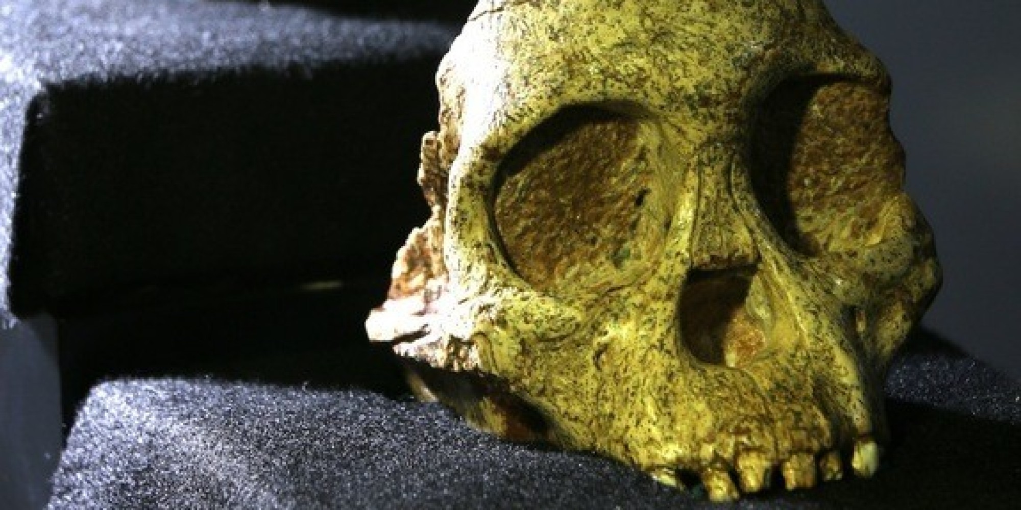 Scans Of 'Taung Child' Skull Show Human Ancestor's Brain Didn't Grow