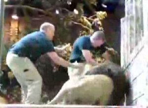 Lion Attacks Trainer Mgm Grand Las Vegas Video