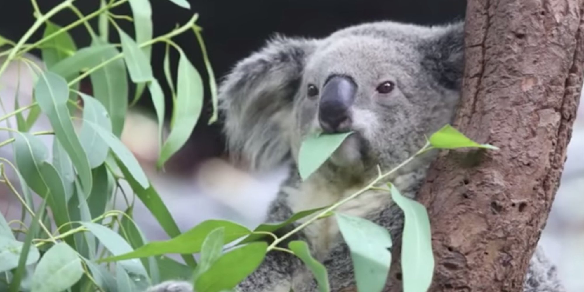 Here Are Some Totally Weird And Wonderful Facts About Marsupials (You