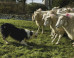 Sheepdog Study Yields Simple
