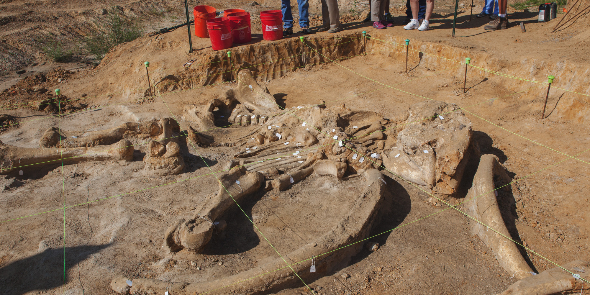 'Pristine' Mammoth Skeleton Unearthed In Texas HuffPost