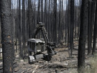 Plan To Harvest Trees Scorched By California Rim Fire Called 'Ecological Travesty'