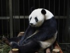 Did This Panda Fake A Pregnancy For More Food?