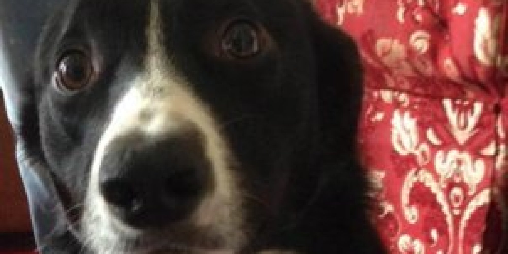 Heartless Burglars Blind Dog With Ammonia HuffPost