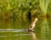 Ducklings All Ditches United