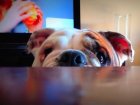 Bulldog Wins Our Hearts With Over-The-Top Game Of Peekaboo