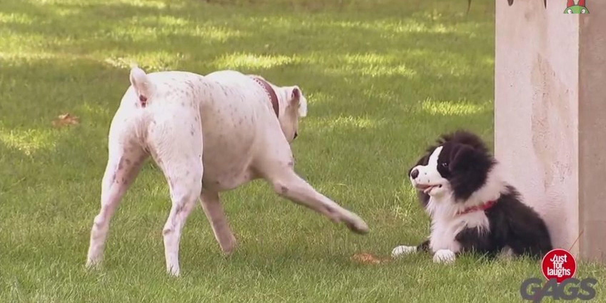 Dogs Are Adorably Pranked By A Dog Puppet HuffPost UK