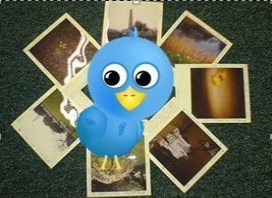 New Twitter Website
