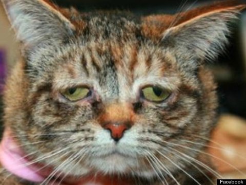'World's Saddest Cat' Finds A Home, And We Have To Smile