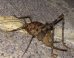'Nightmarish,' Cannibalistic Cricket Invading Eastern U.S.