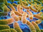 Scientists Generate Renewable Propane From Common Gut Bacterium