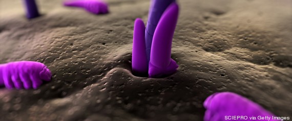 demodex
