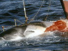 Japan Plans To Resume Antarctic Whale Hunt Next Year