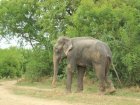 Raju The Crying Elephant May Be Forced Back To A Life In Chains