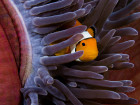 An Ode To The Clownfish, Which May Soon Be Listed As Endangered