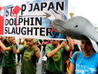 Annual Dolphin Drive Hunt Begins In Japan