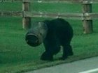 'Bucket Bear' Is Now Free!