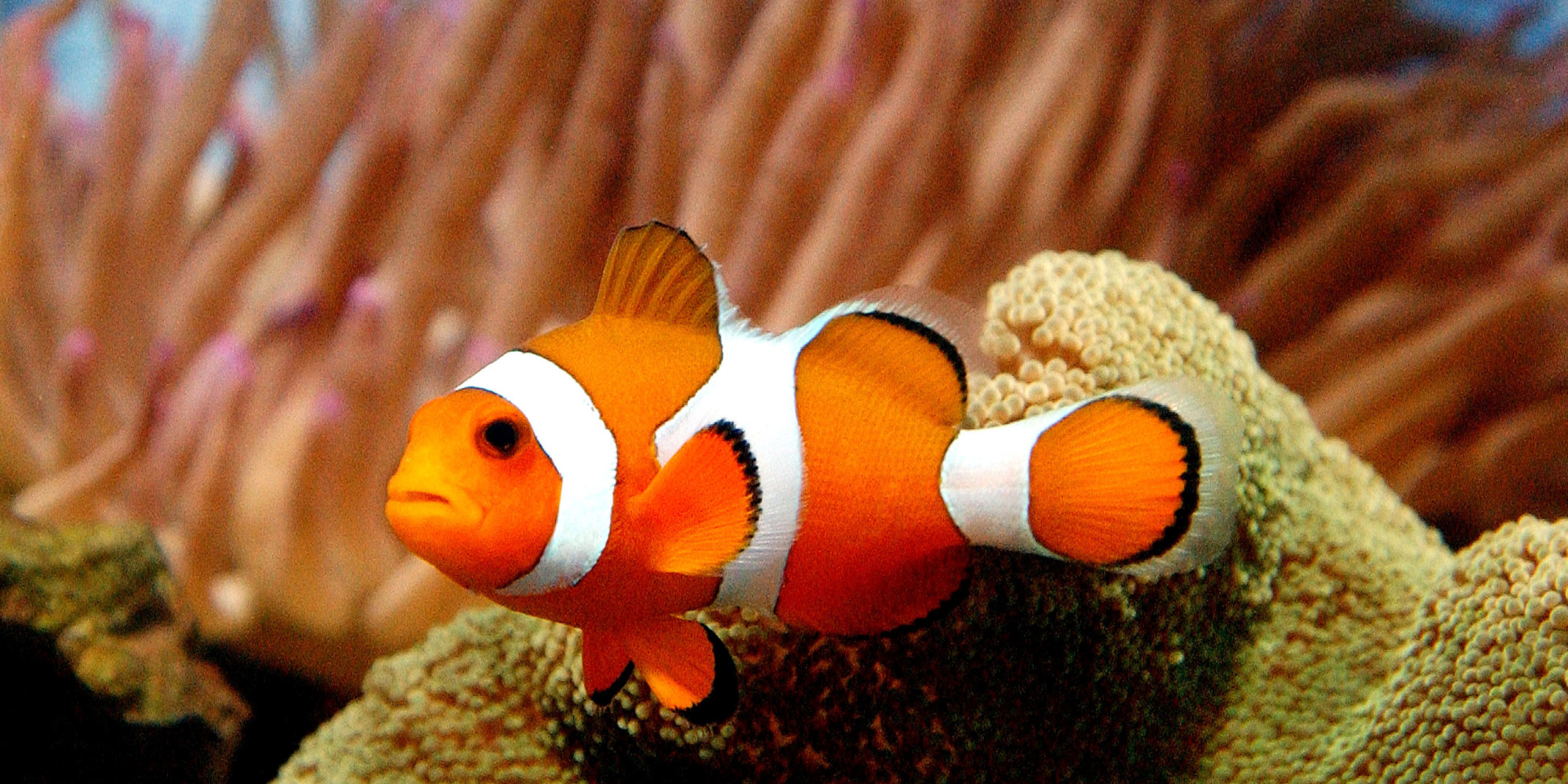 Is Nemo Ready For His Climate Close Up HuffPost