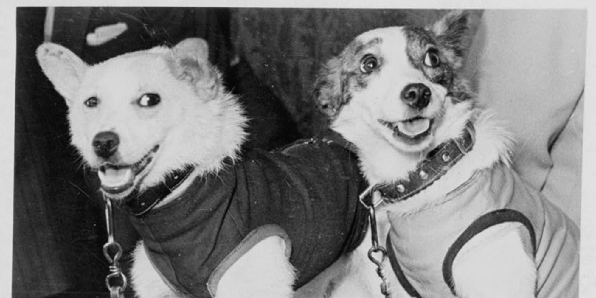 soviet-dog-spacesuit-up-for-auction-huffpost