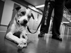 Who Rescued Whom? Shelter Dogs and Prison Inmates Give Each Other a New 'Leash' on Life